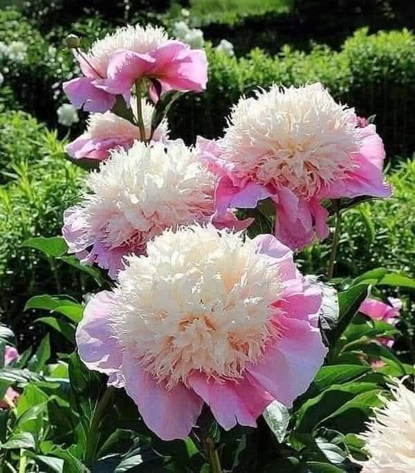 499782033_1940069060131788_1398588593192507517_n