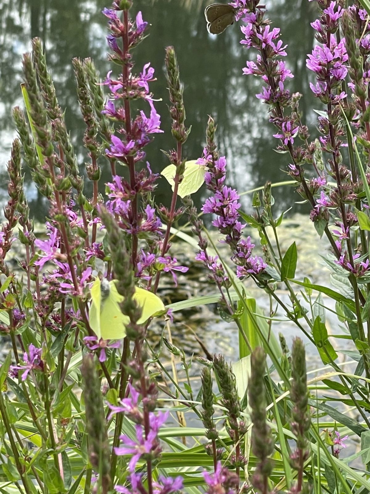 49FEF65A-EB7D-4DF4-B186-6B840D5A6FB6