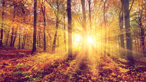 49db6a6e5dd224e188d61334cb_YyAxODgweDk0MCs2MCsxNTUCcmUgNDgwIDI3MANhYTRiNmQyMWQzYw==_wann-ist-herbstanfang