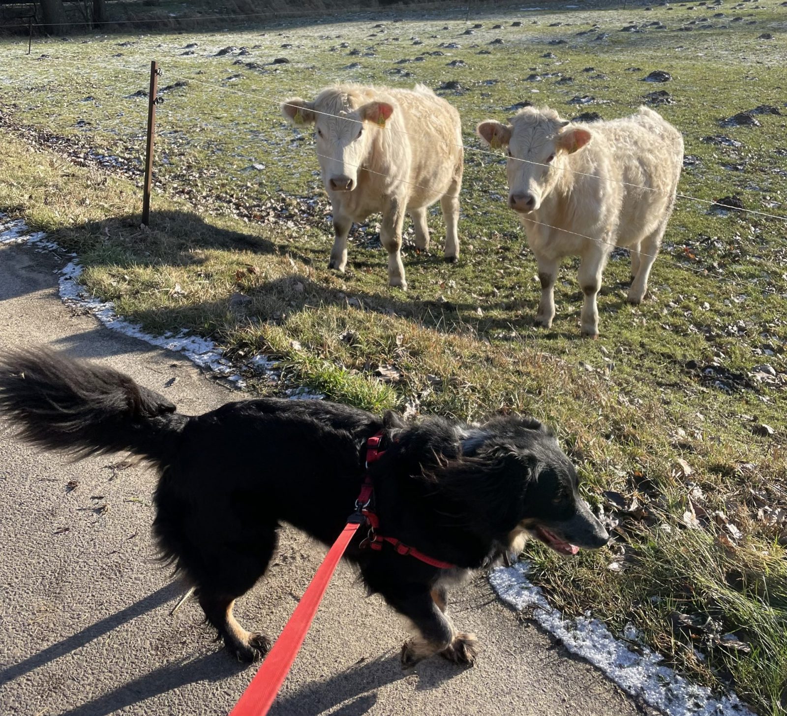 4A437566-8309-41E0-994F-DA8DCC3F47A9