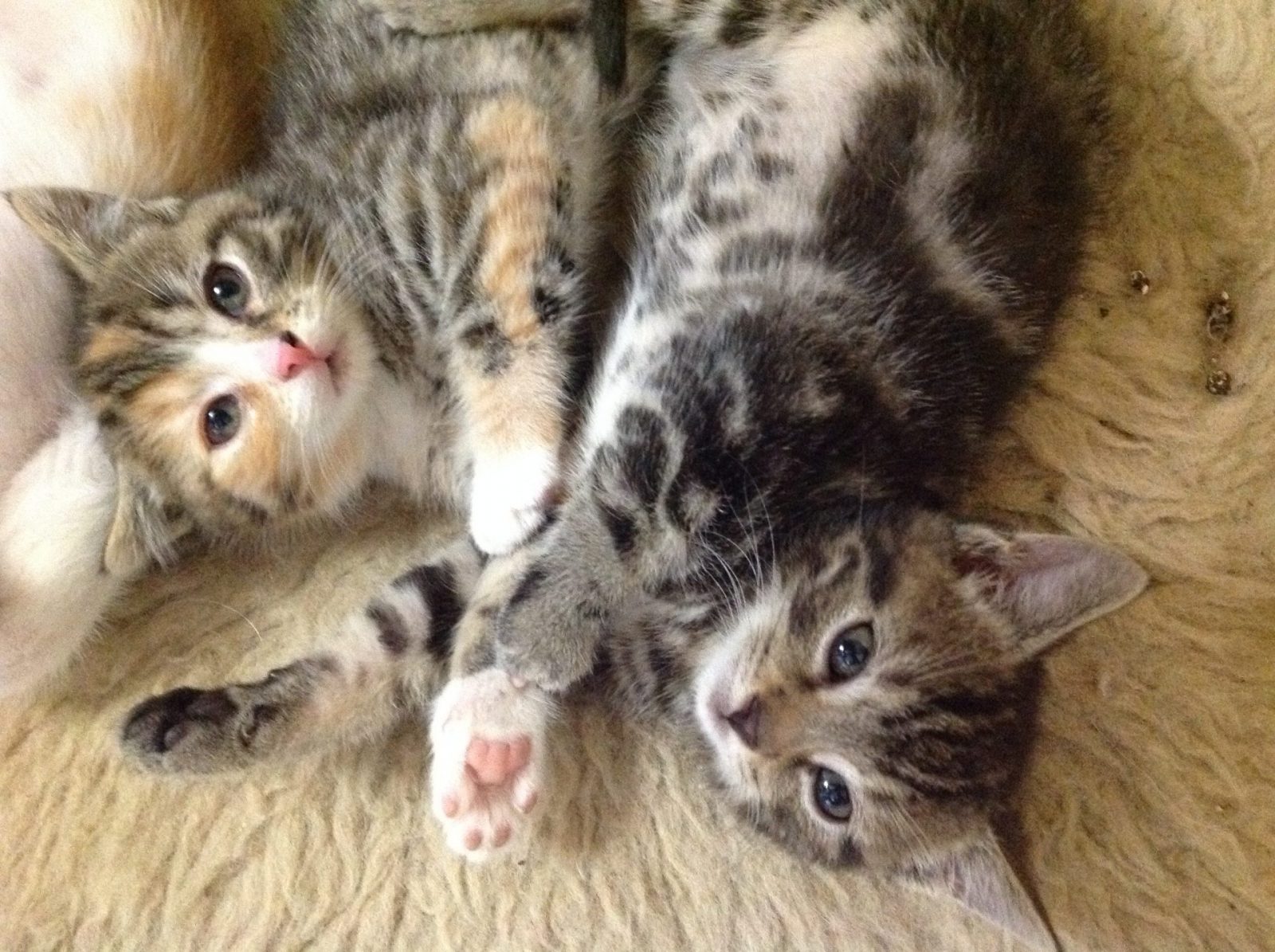 4B2A8A68-0042-4C4C-AC75-BA71F85DA582