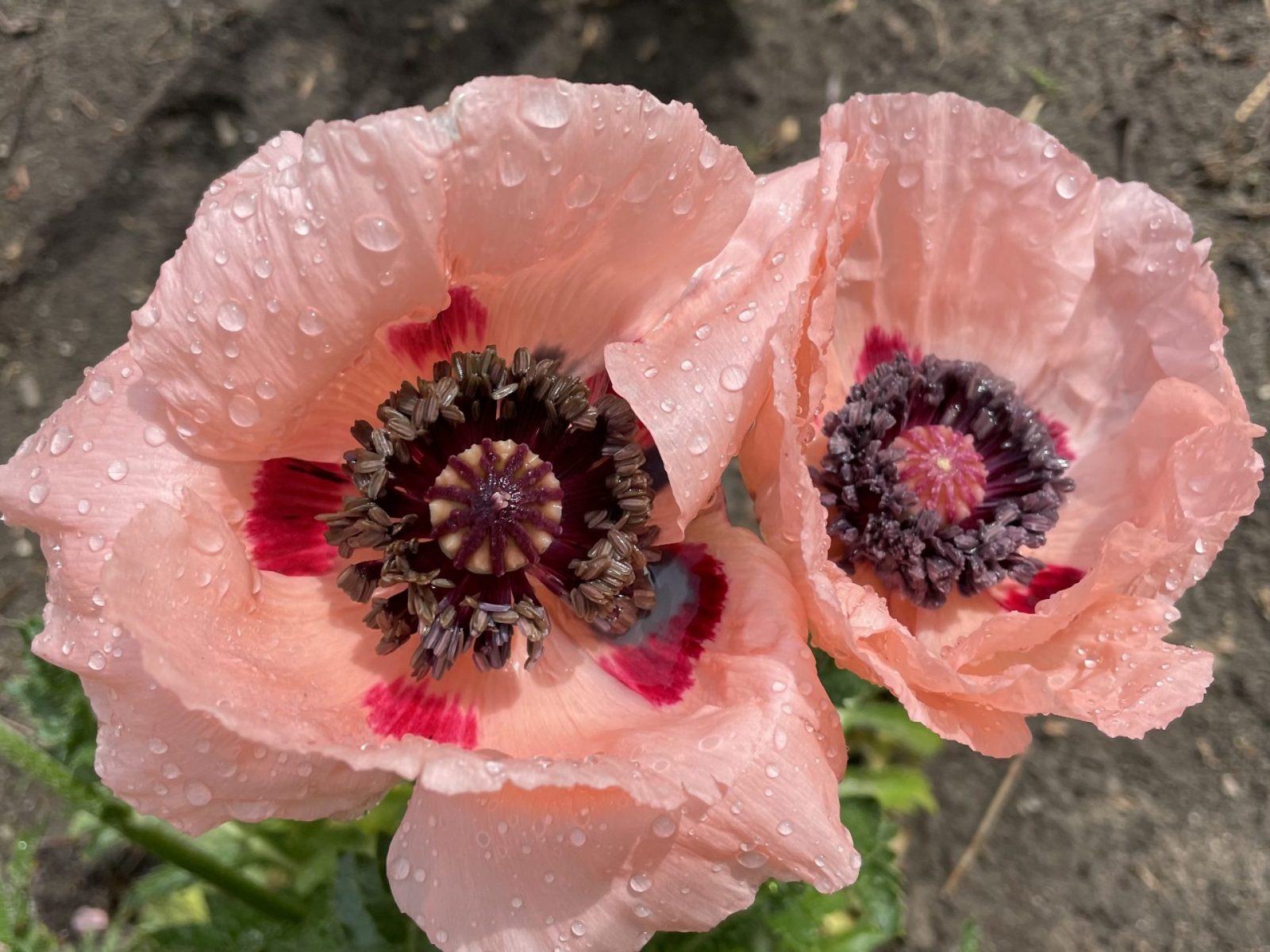 4B7F6A07-1E27-4FF9-A675-BBCC8356E84E