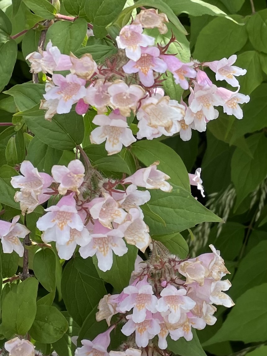 4BAFD890-562C-445A-BA89-FA4356B51228