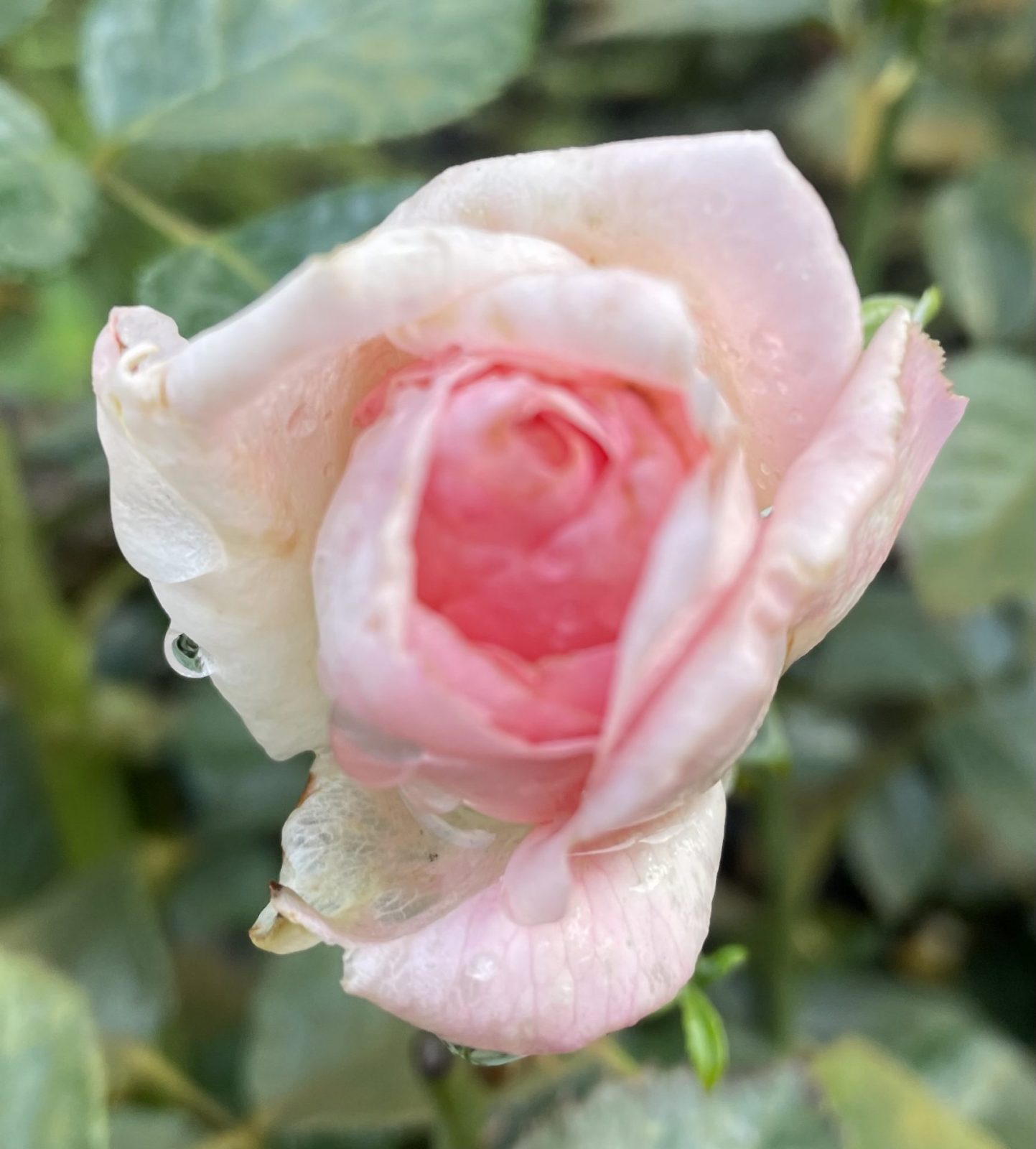 4CDD0B26-FCF4-447D-AF12-E826AA75C1A2