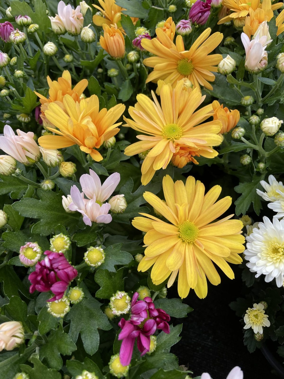 4D140E6A-0E6A-4F45-969D-8C74932B3A22