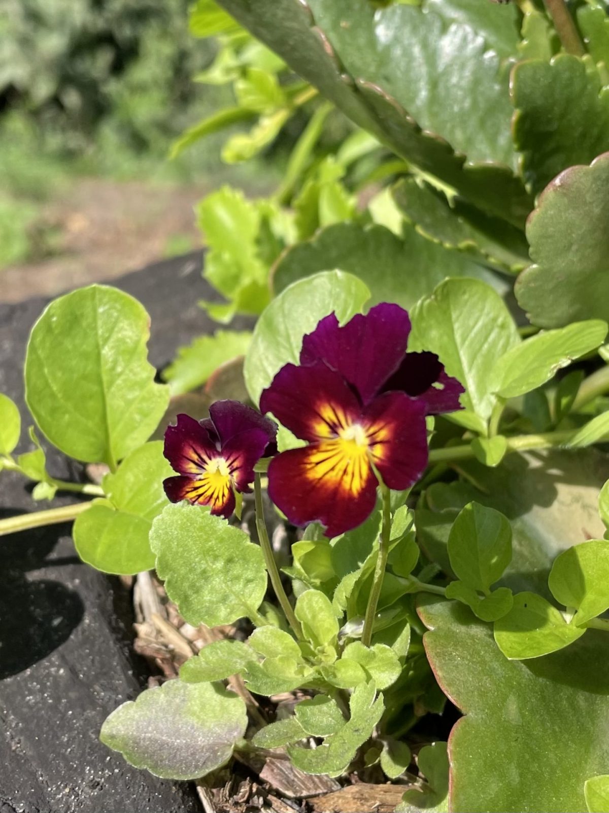 4E8DAB93-B49D-4C61-8DA9-EDDD26690946