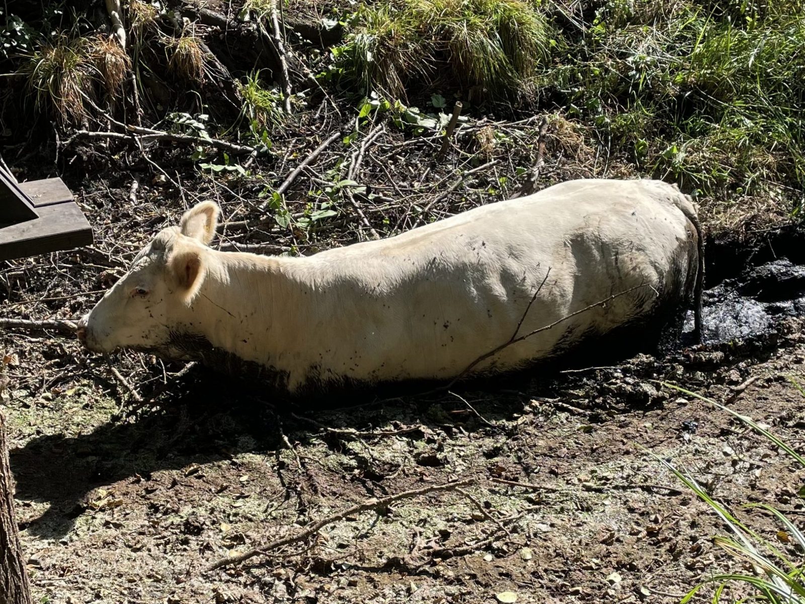 4F1FF6A7-EFA2-4229-B41F-91A1308F40B9