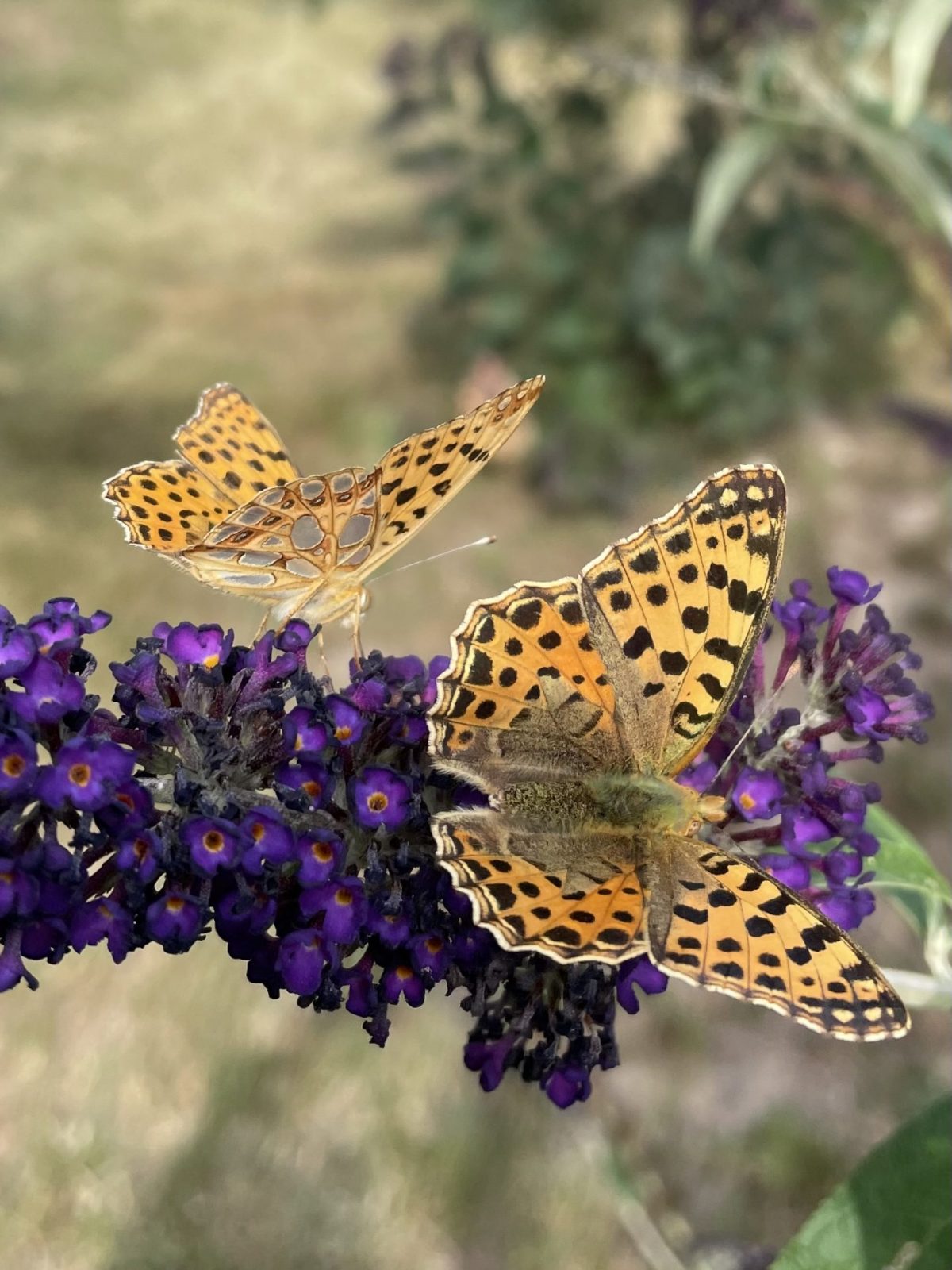 4FCB1B41-F8CC-4D09-8822-8A1B04B363AF