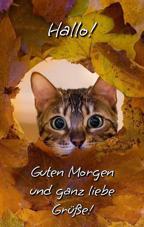 4d22f59252ca86e74879aa7551c51f36