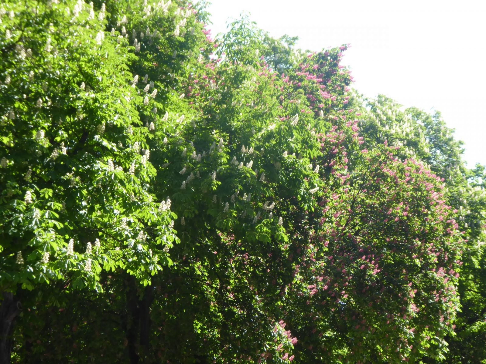 5.5. bis 9.5. Berlin bei B&B&B 8.5.Muttertag (372)