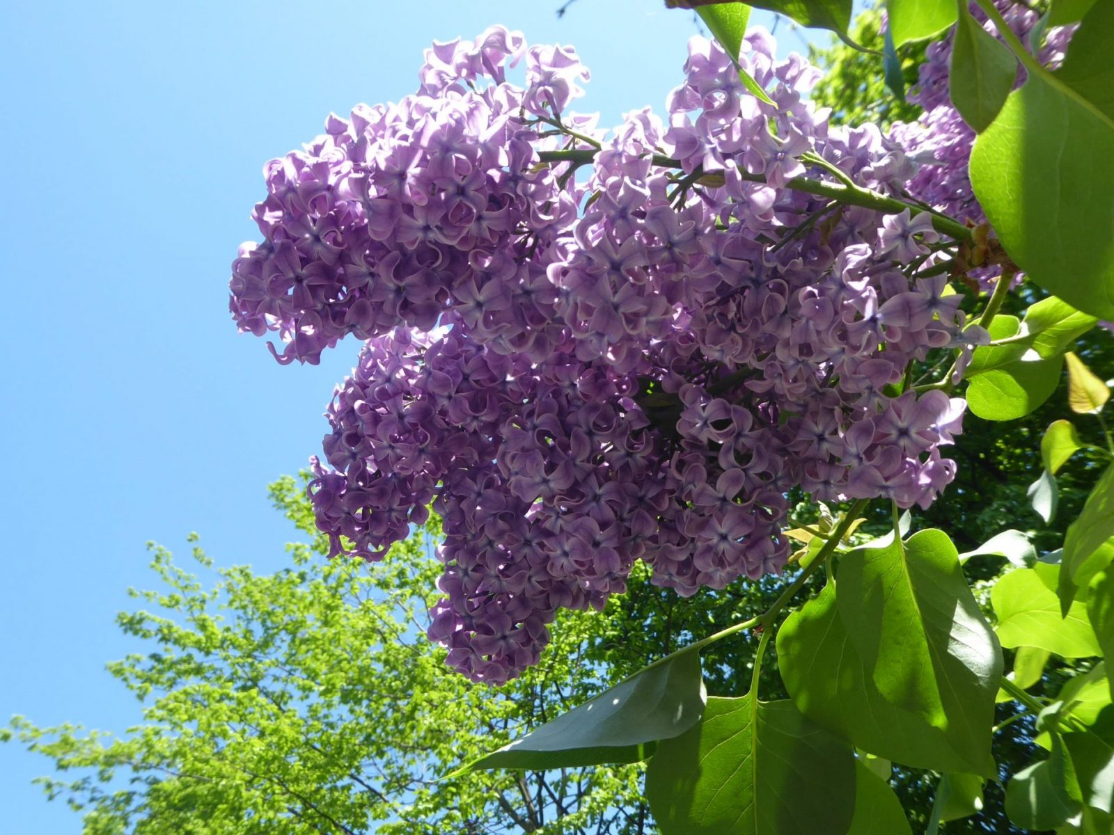 5.5. bis 9.5. Berlin bei B&B&B 8.5.Muttertag (411)