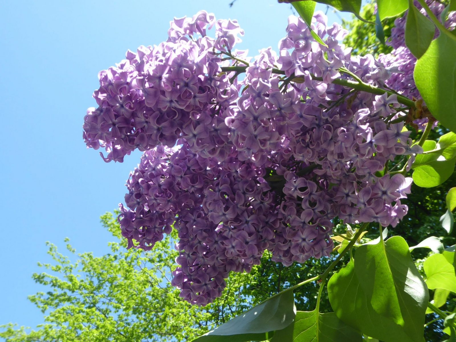 5.5. bis 9.5. Berlin bei B&B&B 8.5.Muttertag (432)