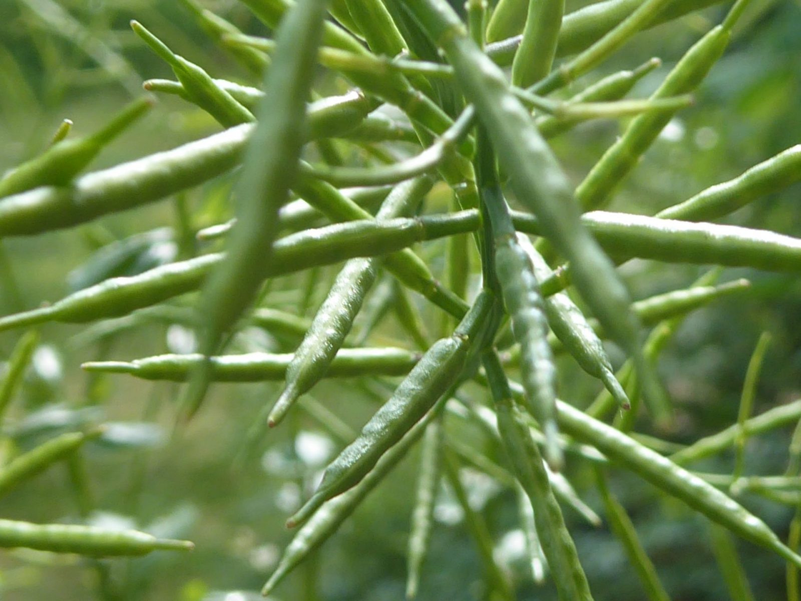 5.7.2021 Nachmittag (31)