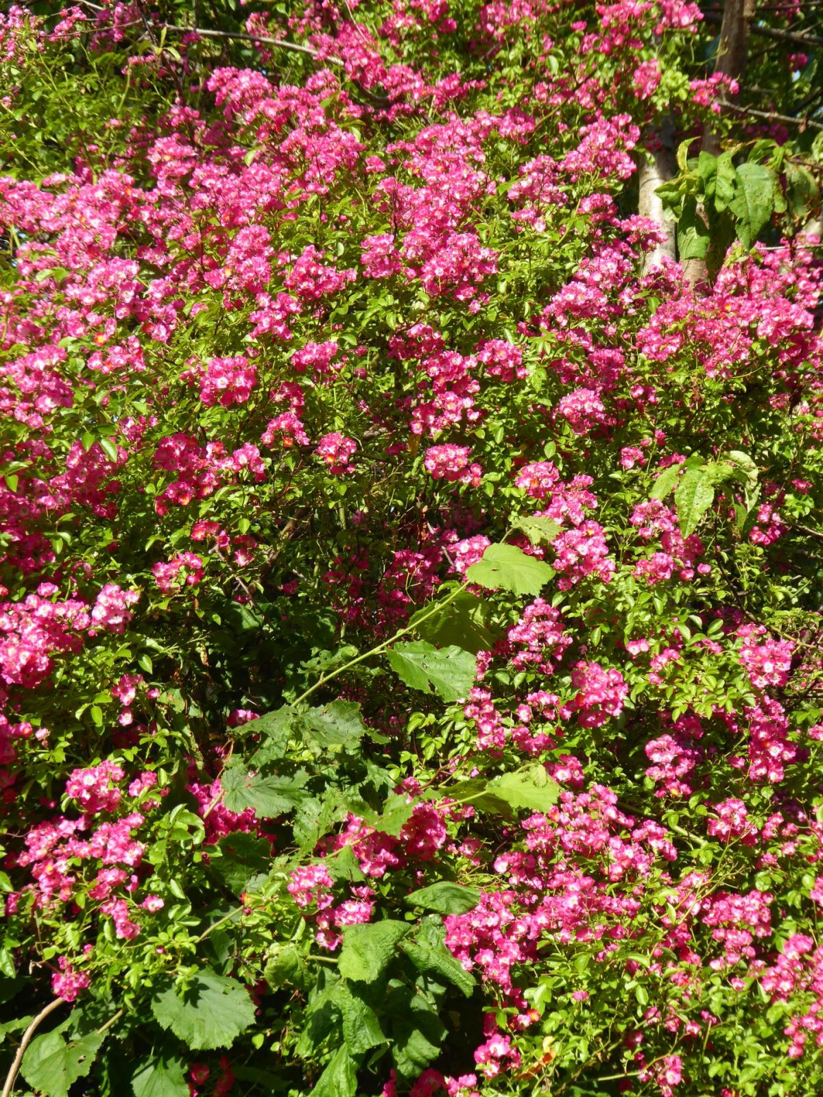 5.7.2021 Nachmittag (36)