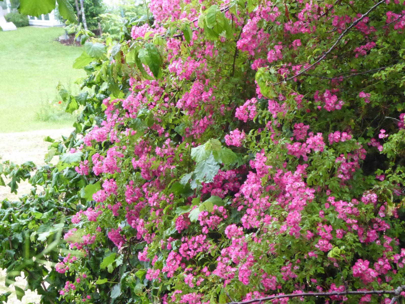 5.7.2021 Nachmittag (6)