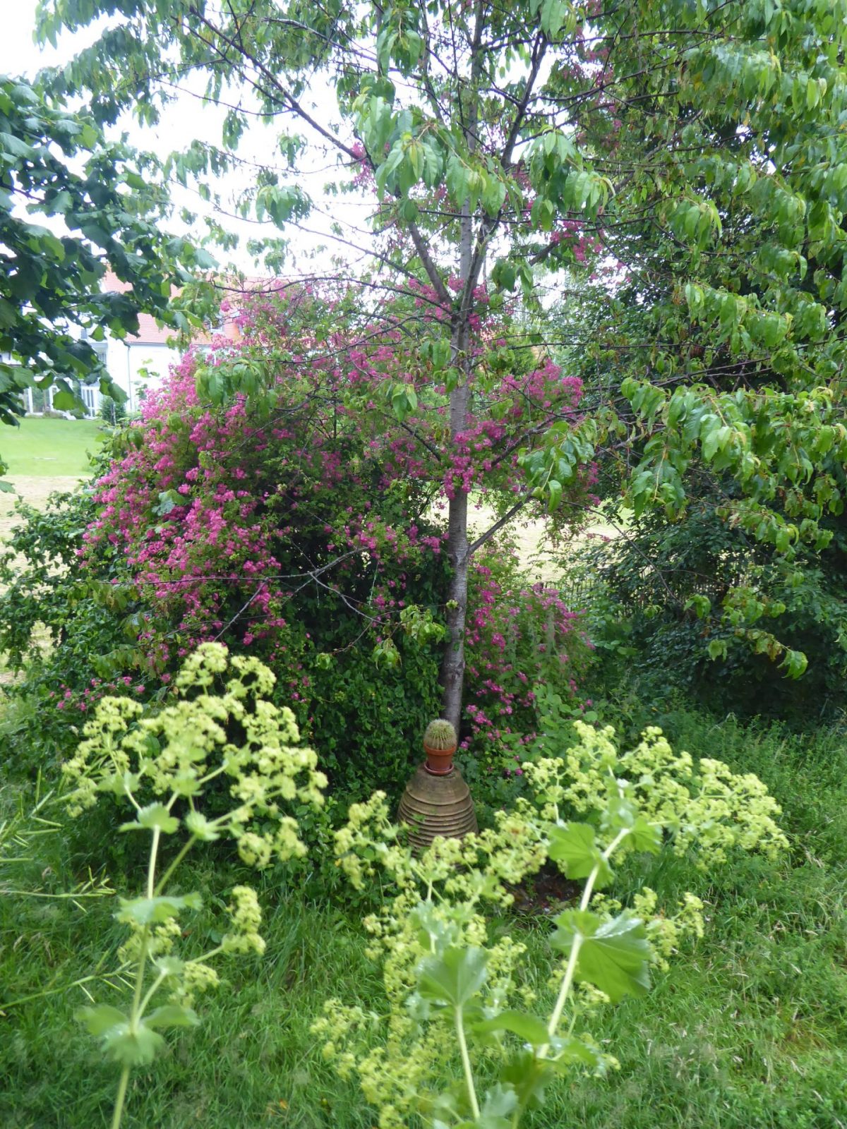 5.7.2021 Nachmittag (7)