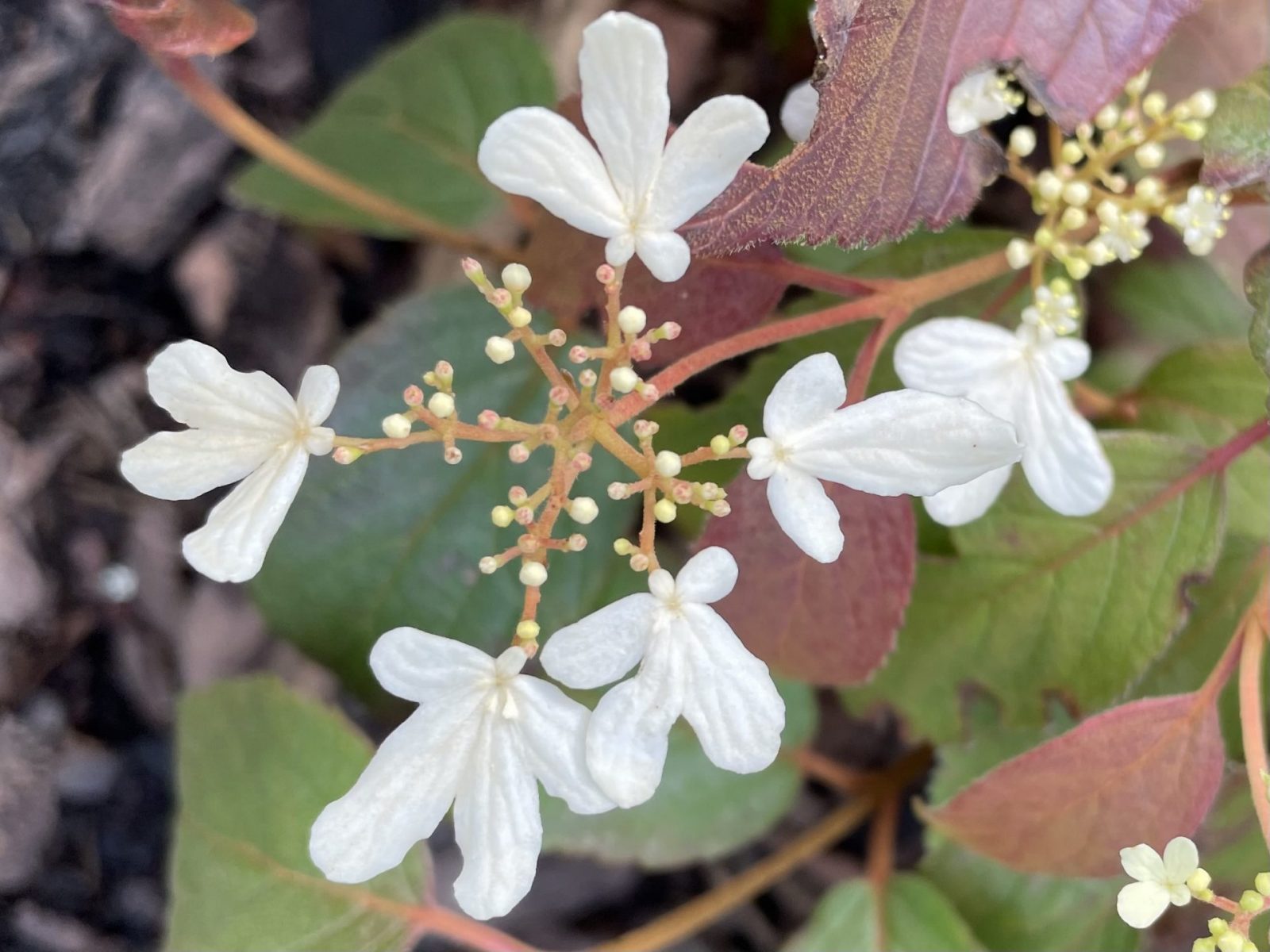 5003E089-F11E-4883-AFE1-E6309FFE452E