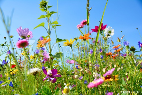 500_F_163122916_bimkIaZyPCIBlYEVDqmlV7Fog8ePsziK