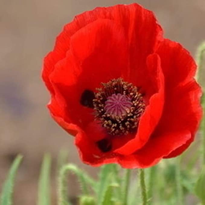 5190NoXZQNL._AC_SX679_