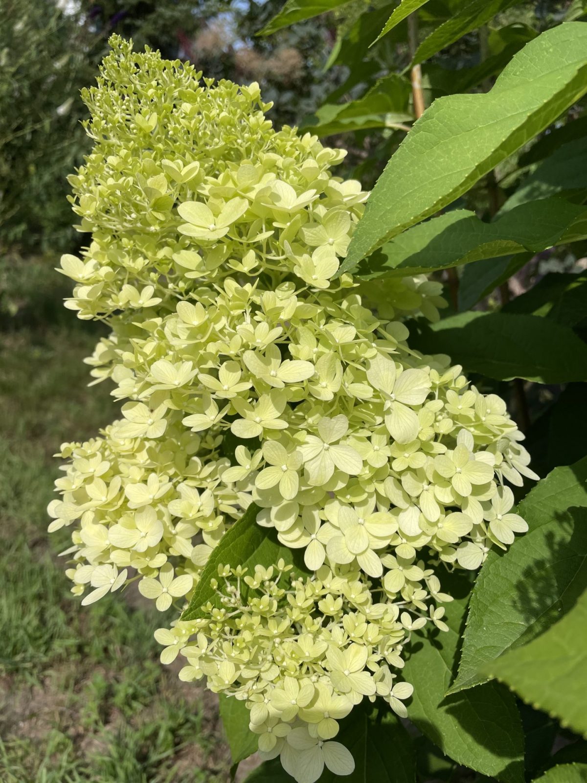 52BB04AF-ECA9-40B3-B26B-9AD67CBB2E5D