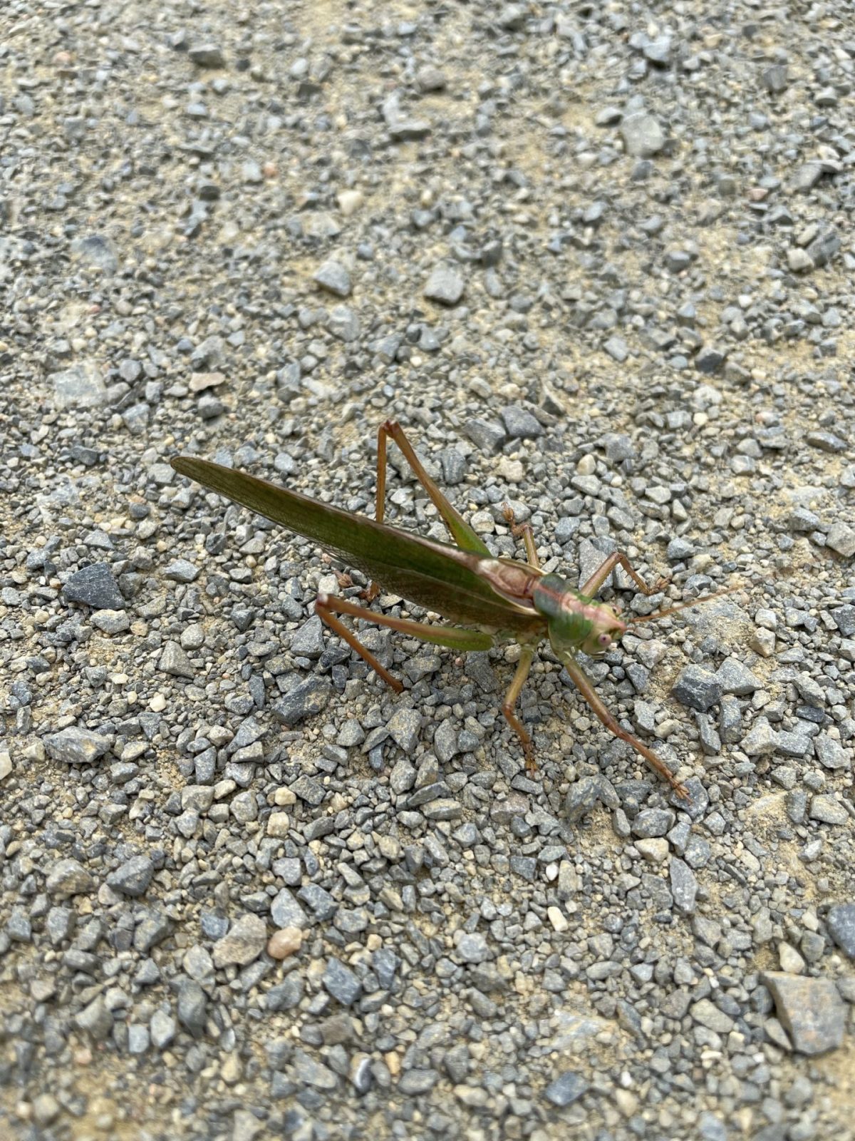 5388DDC3-6F18-40BA-A4AF-130A145AC5EB