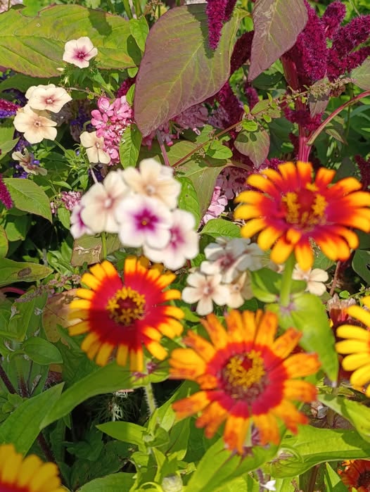 541335503_4021348194770124_2914587513046826639_n