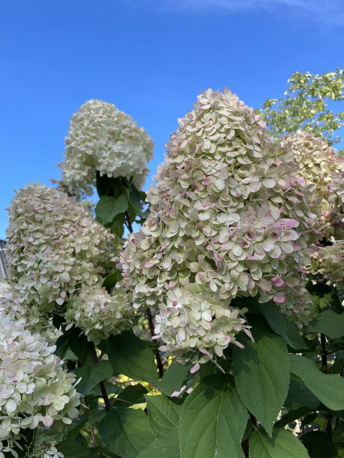 55B69FCF-2665-40DD-BE80-C59C530F3136