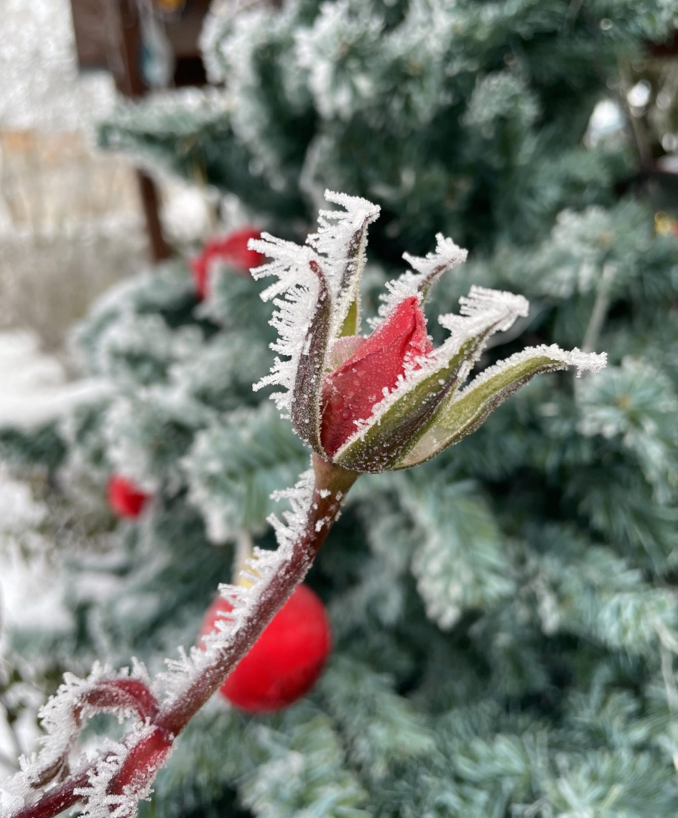 55E0680A-7BDB-477E-8D1A-BDF0EE821394