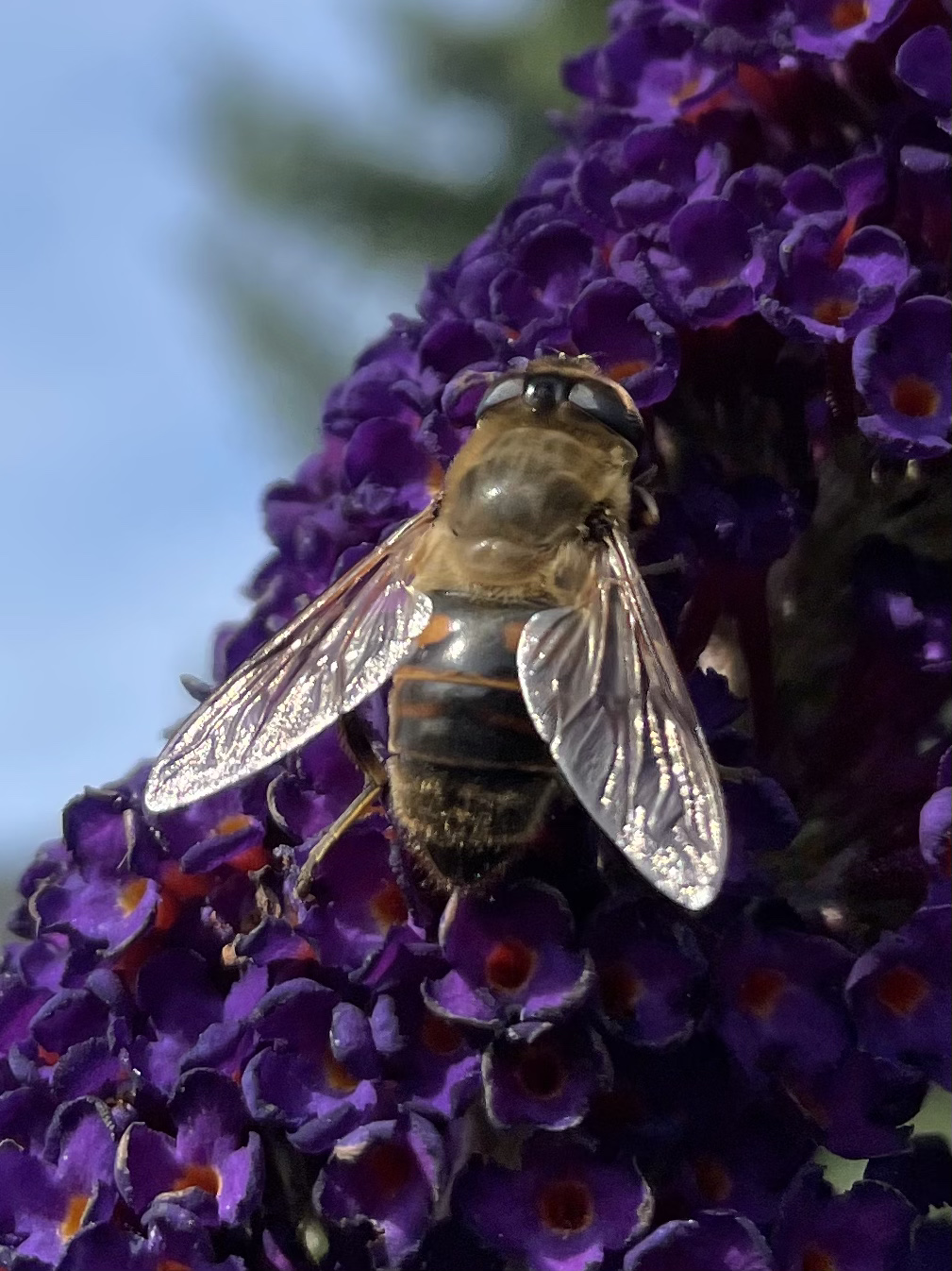 5608BED3-9426-414D-9800-9AFEFEAA2EBF