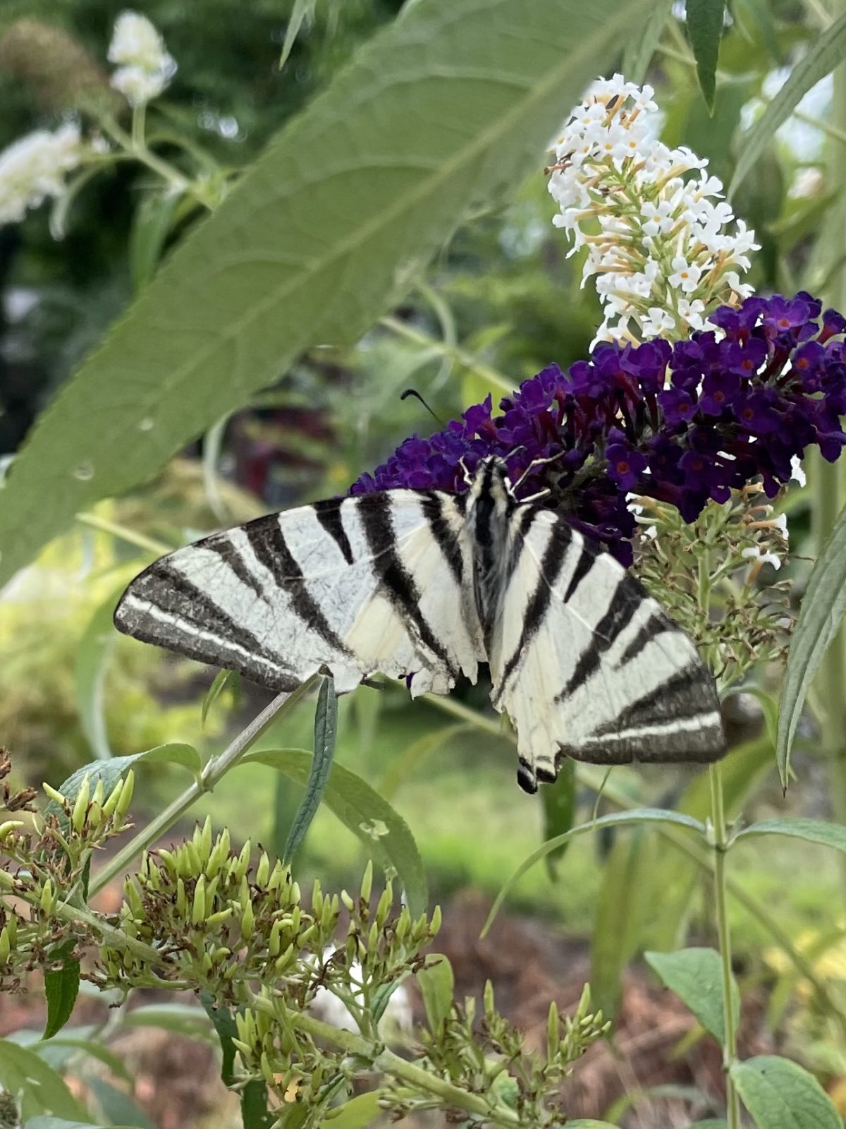 56CDFAAF-F0DF-4F4C-A504-71EA58949EA1