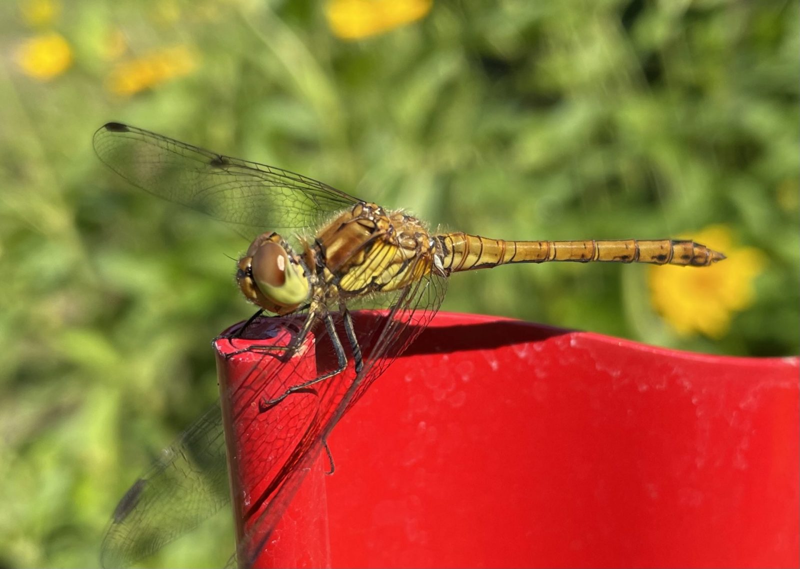 586107C7-836B-4650-98D3-E15D1D198E1E