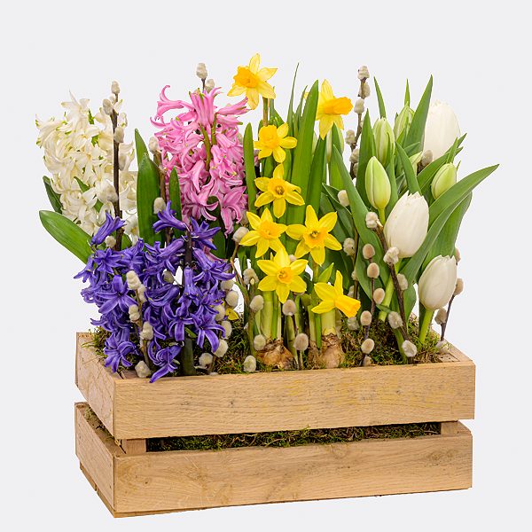 5984-bunte-mischung-im-holzkasten