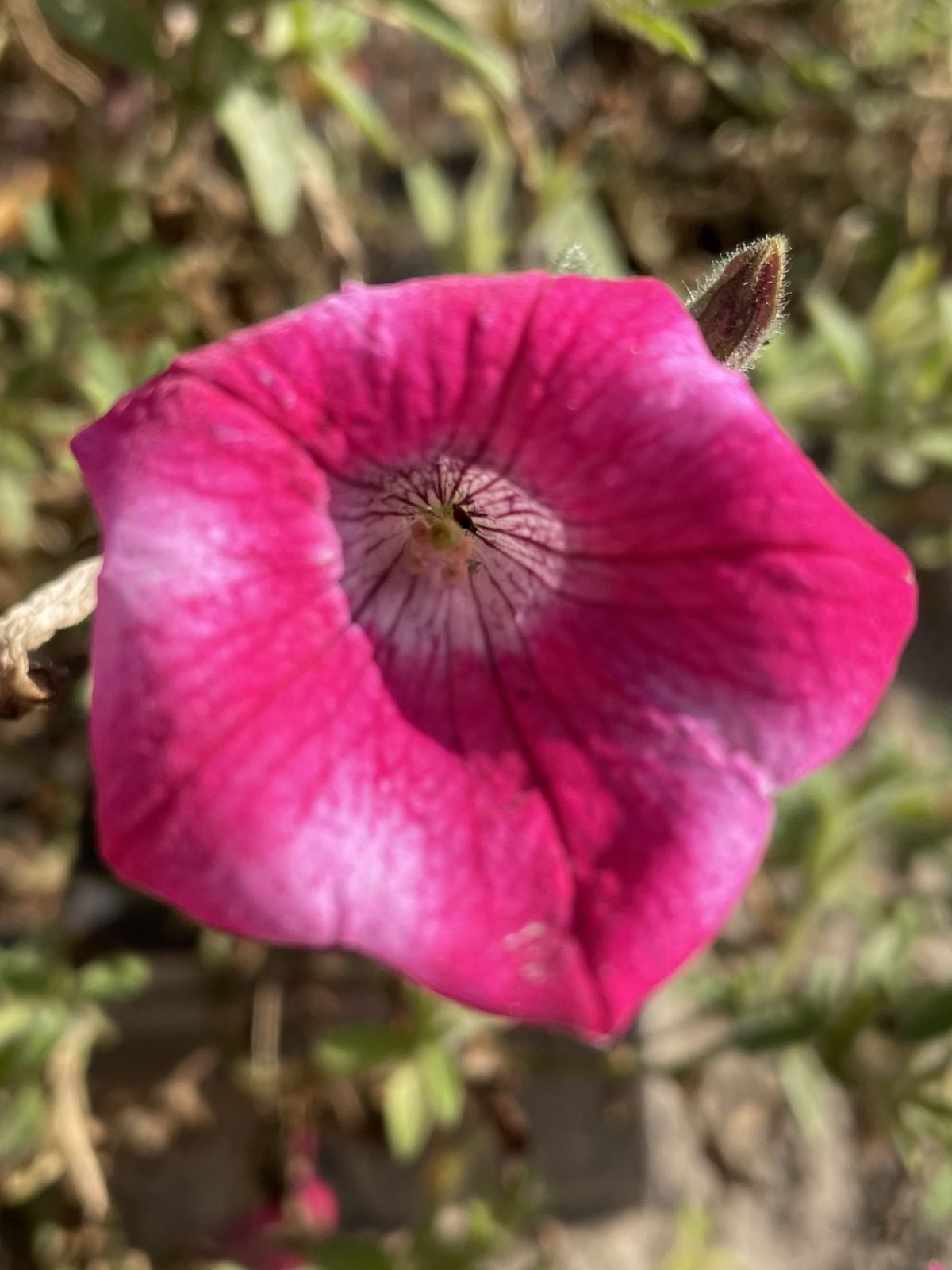 5BC20DA3-75C0-4F92-9E7F-8B6447E5930C