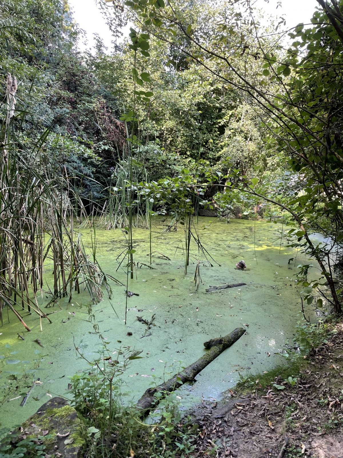 5C0B3440-F93C-457D-BD71-DAAFC34B18D2