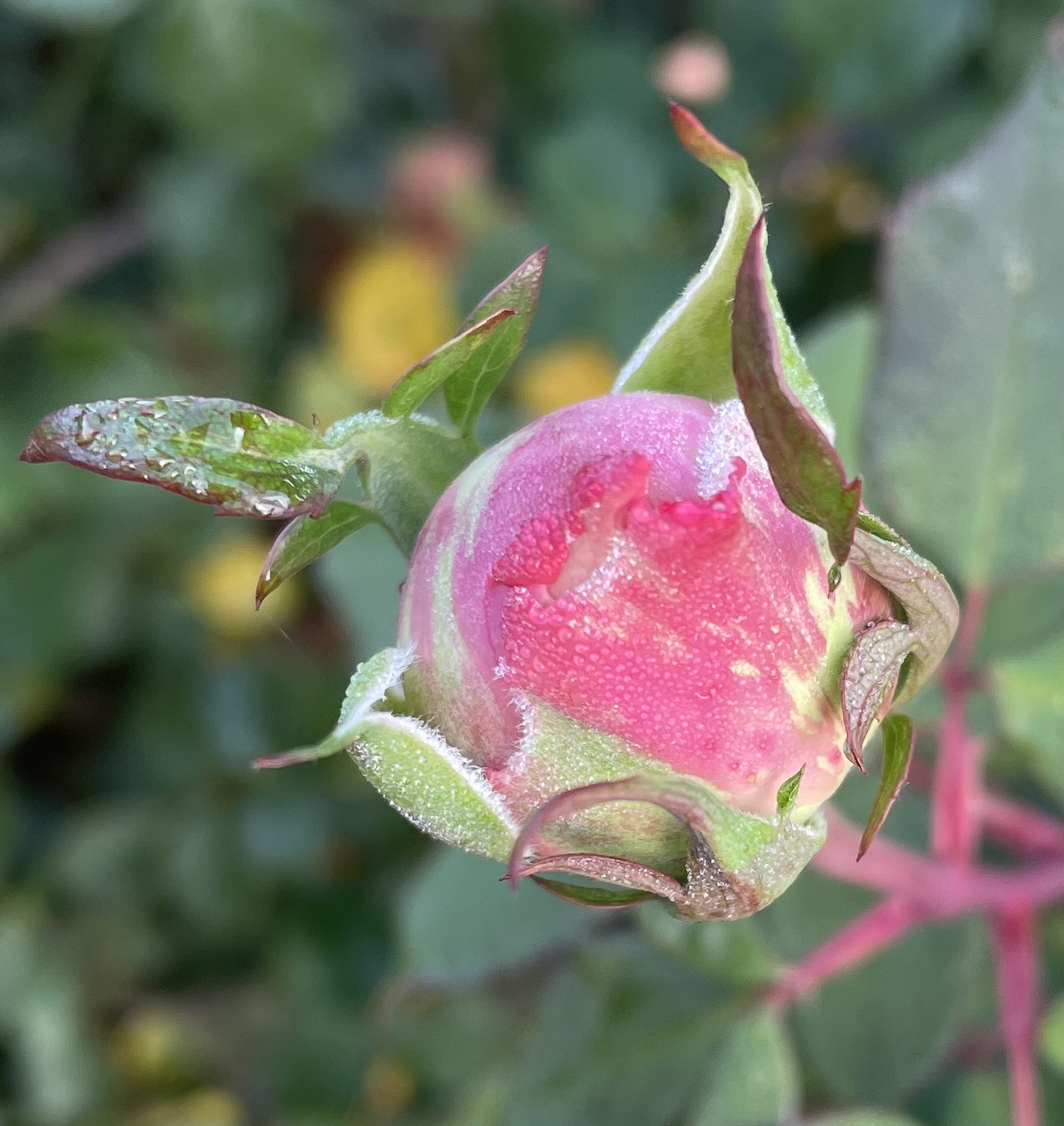 5C5B051E-9844-4574-93F6-B58A759337D4