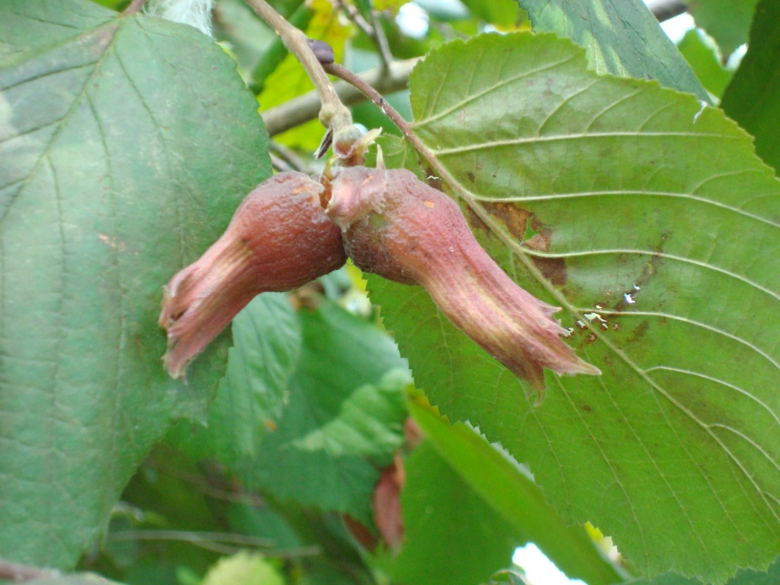 5CE213EB-7DDD-49E8-AC8C-8FB3E528009E