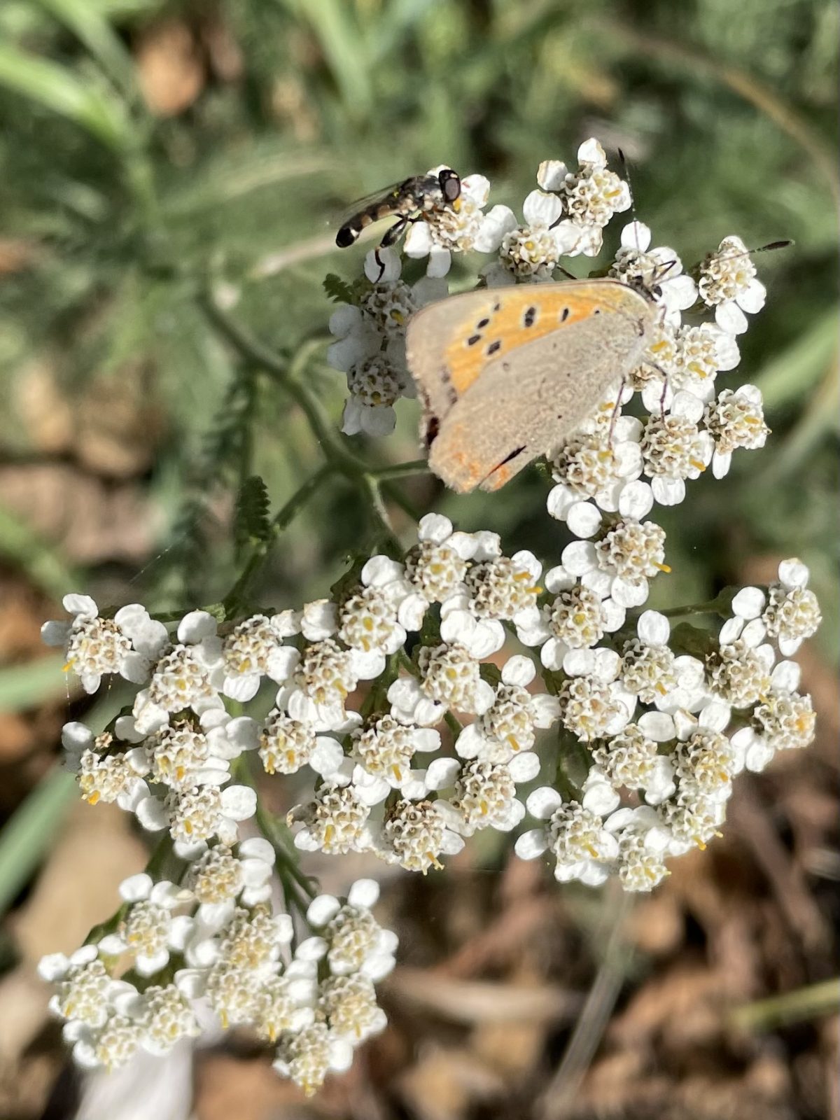 5F45A94D-46FF-4FF1-861F-BD44198702EC