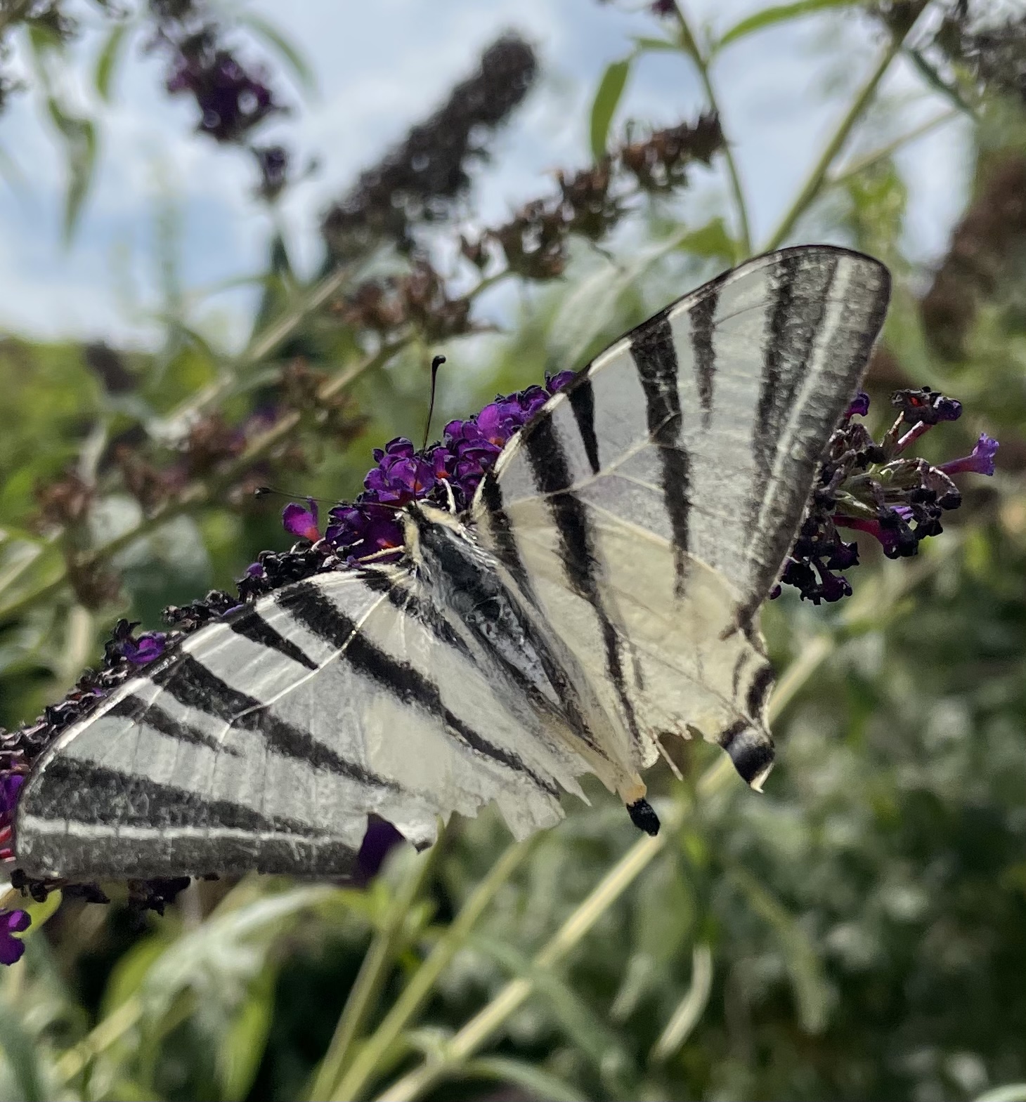 5FAD77B4-8FB8-43B8-ADB7-827E18F46CAD