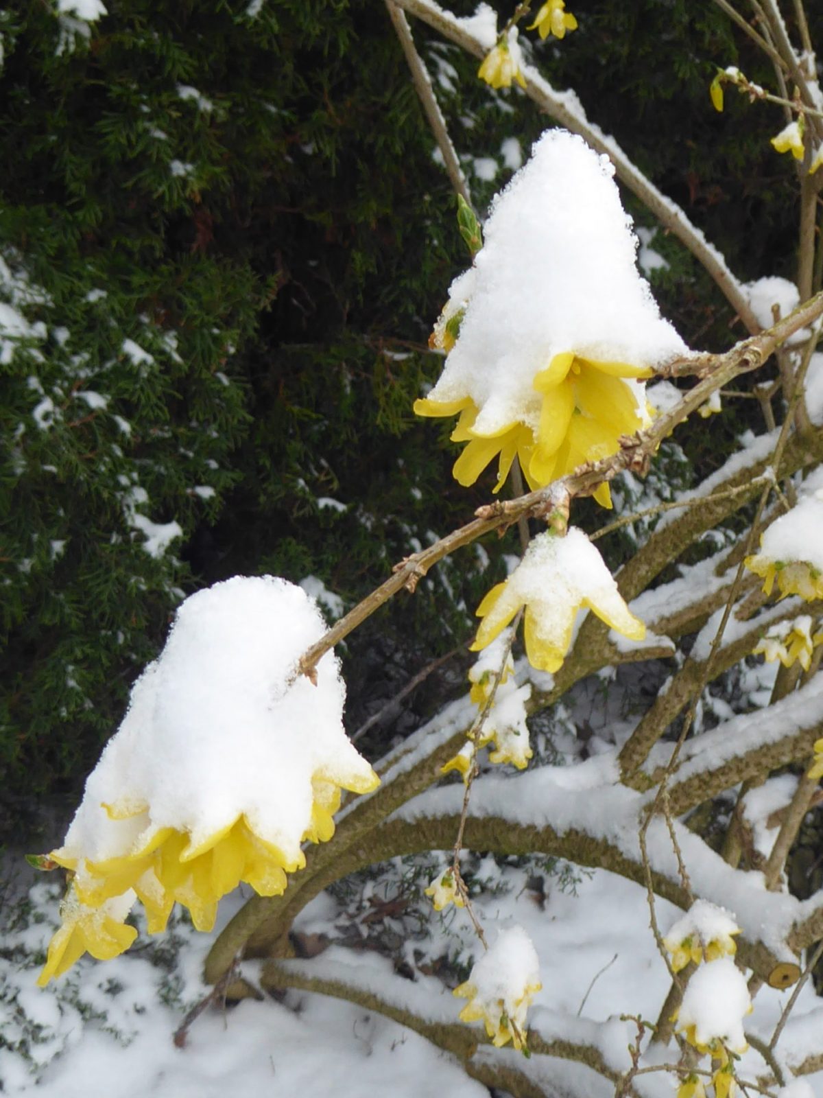 6.4.2021 Dienstag (8)