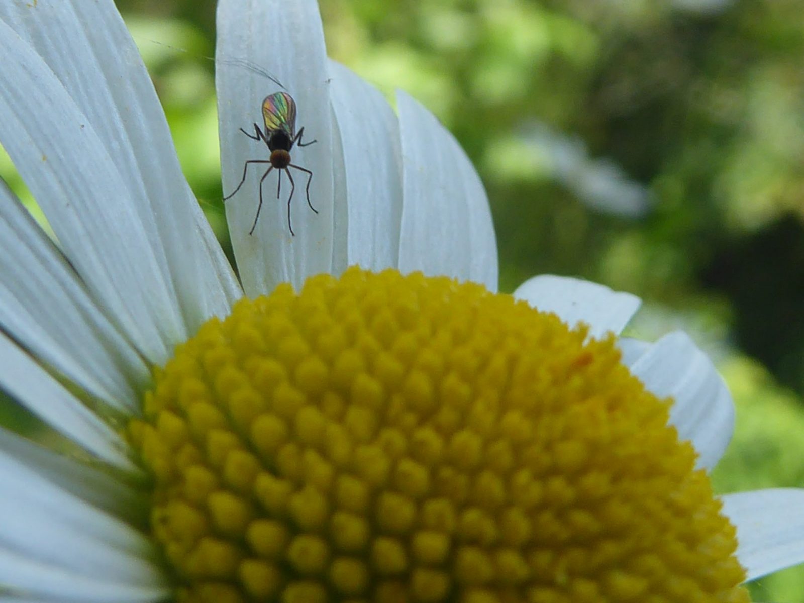 6.6.2022 Pfingstmontag (30)