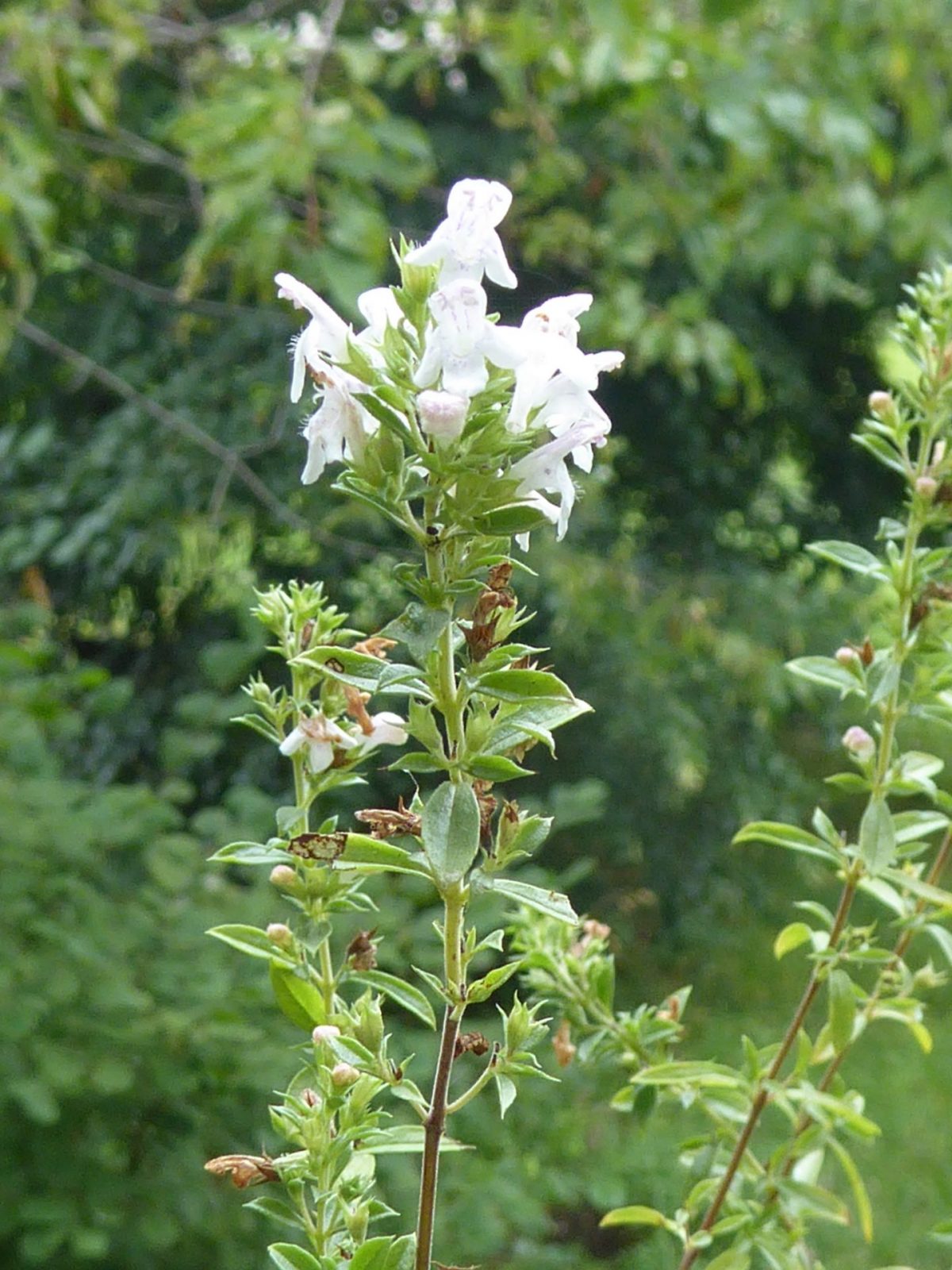 6.8.2022 bis 14 Vögel (165)