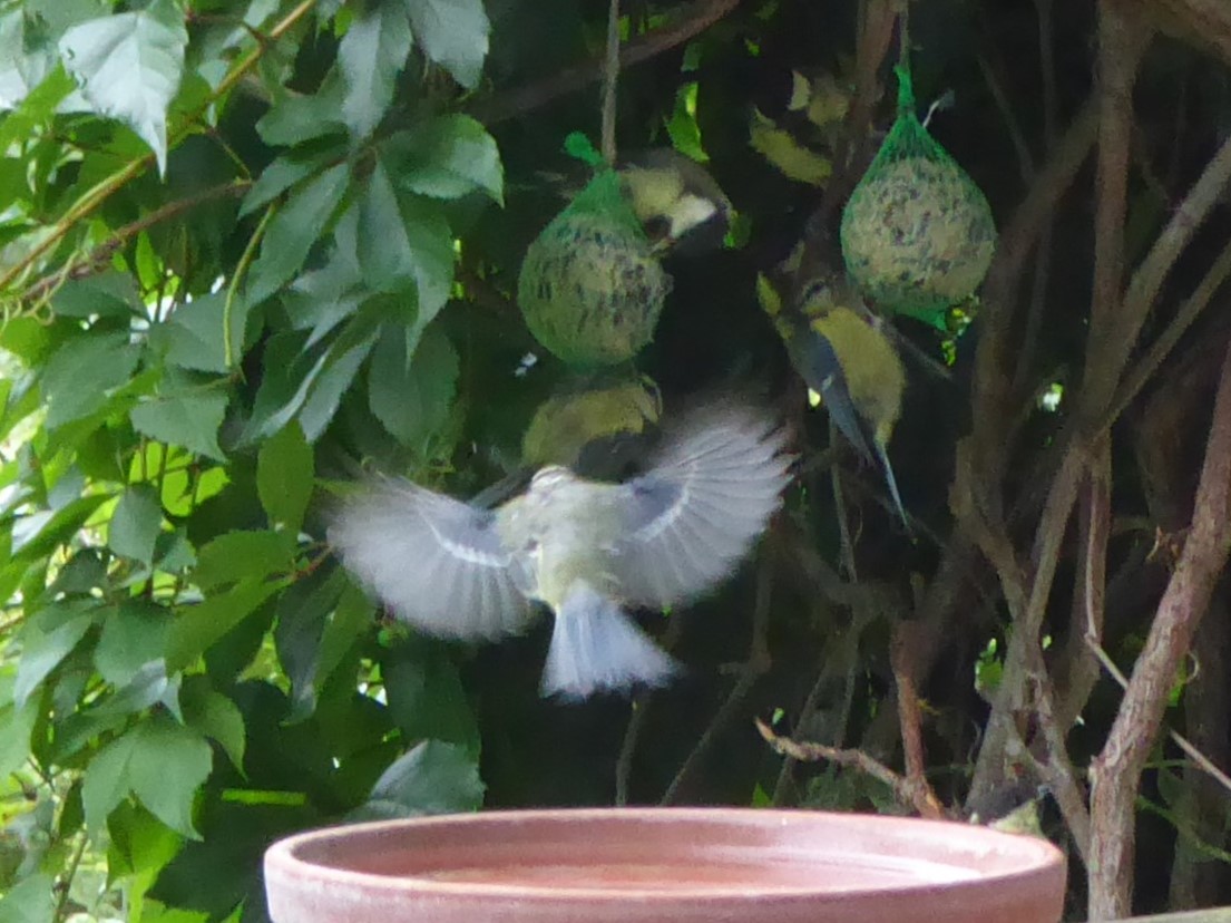 6.8.2022 bis 14 Vögel (181)