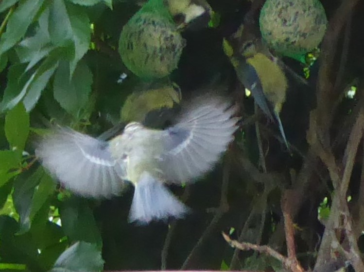 6.8.2022 bis 14 Vögel (182)