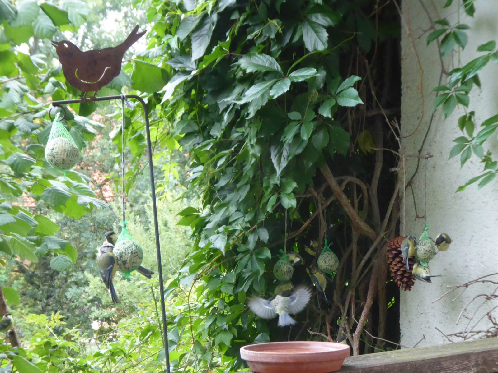 6.8.2022 bis 14 Vögel (85)