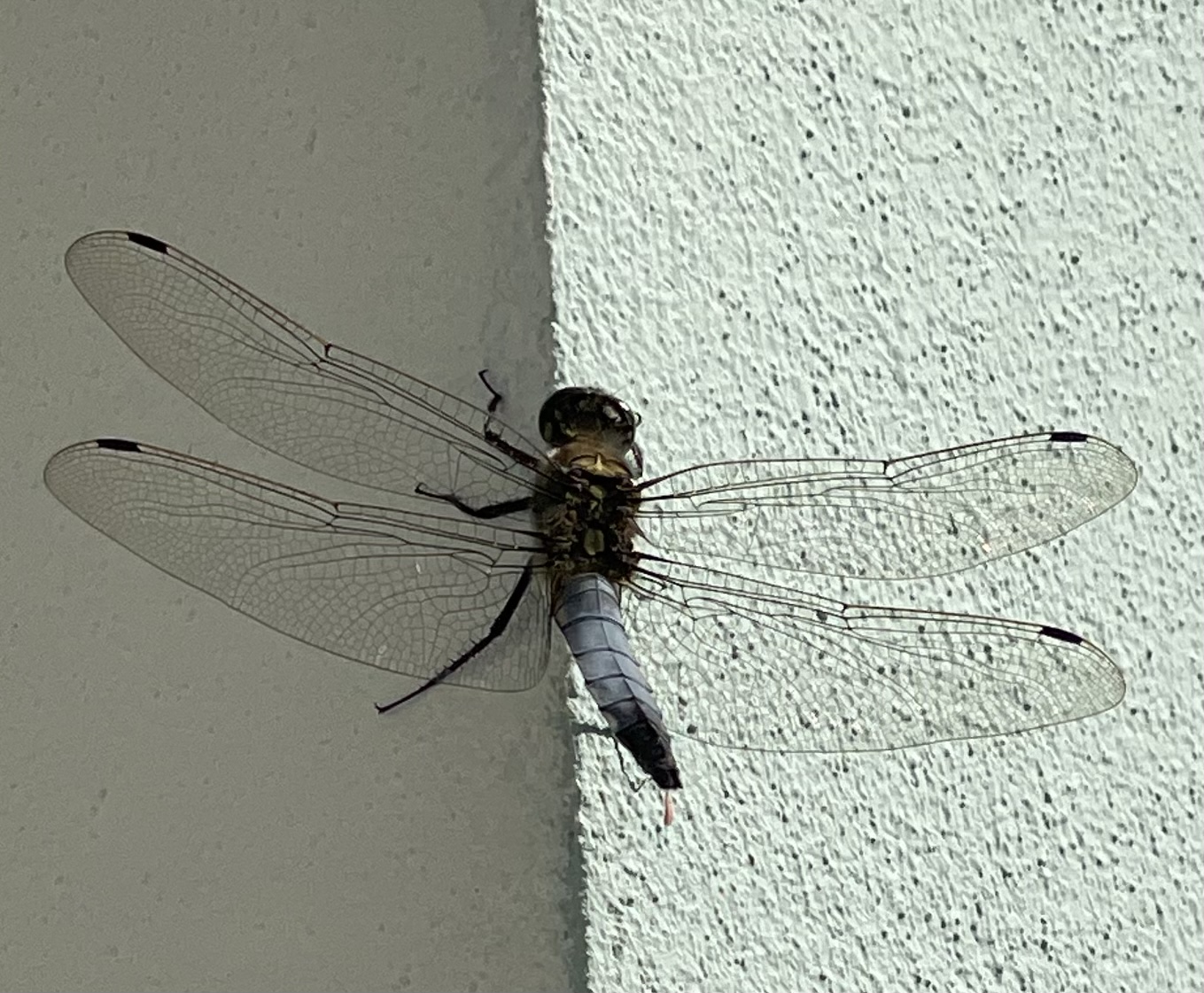 616C588C-7FA5-4A11-A24A-CC2625C13DD3