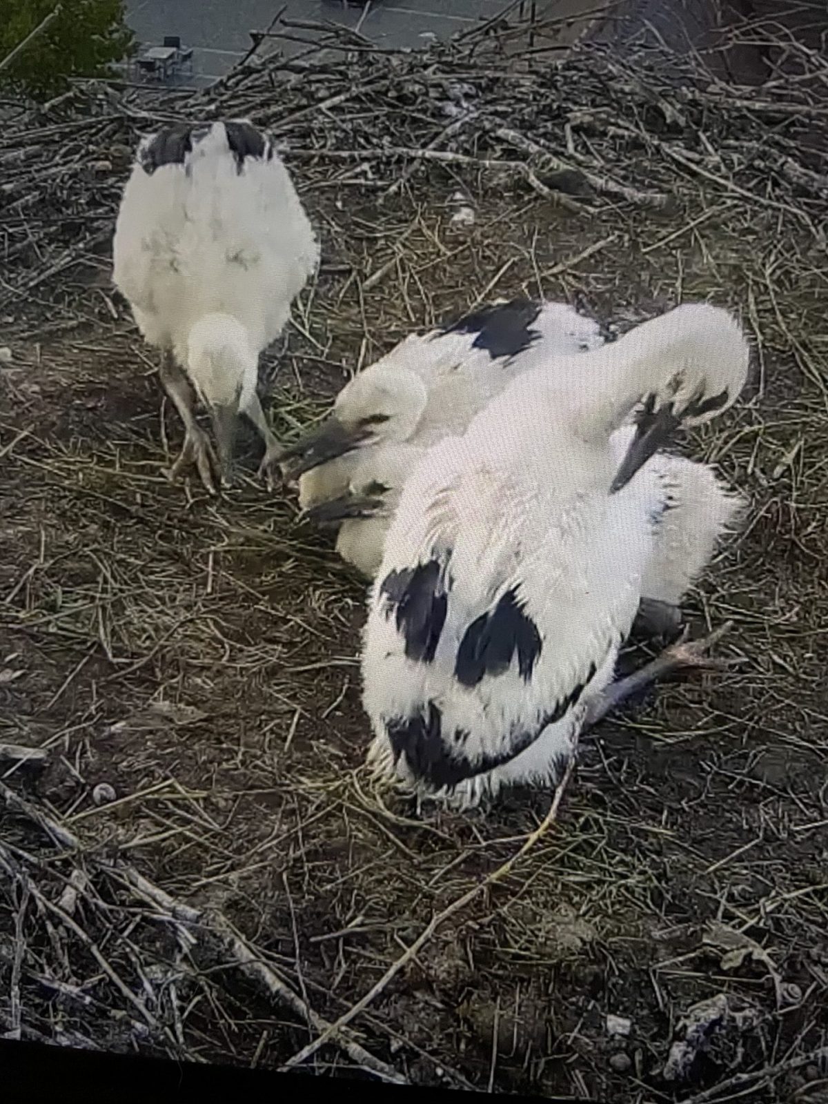 619099FF-7D36-4AE1-91C2-D77F320DA810