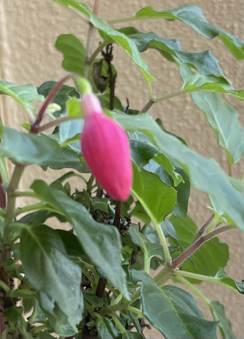 61F302D8-7E9B-492E-9A2A-2052317E52F8