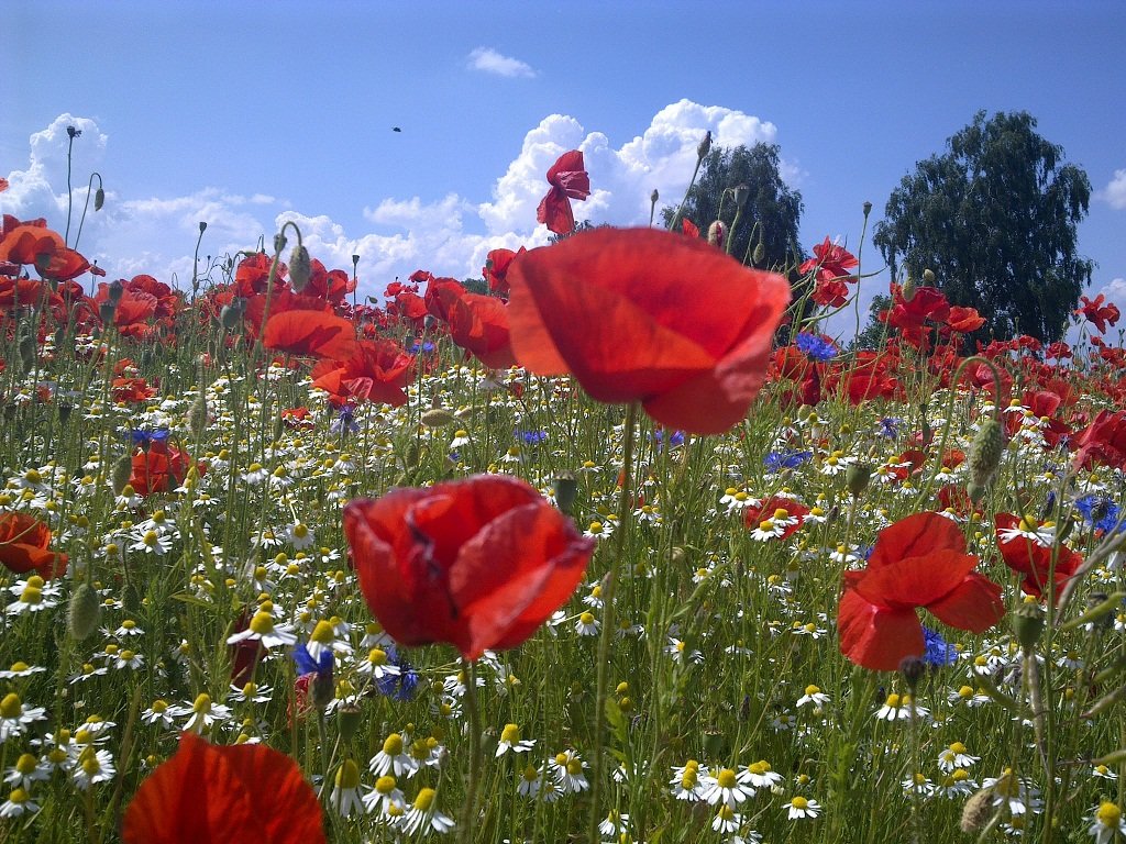 62578879_2302381216511881_1167599301937856512_o