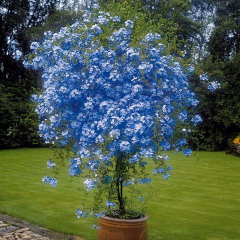 62766_1_7_608x608@2x