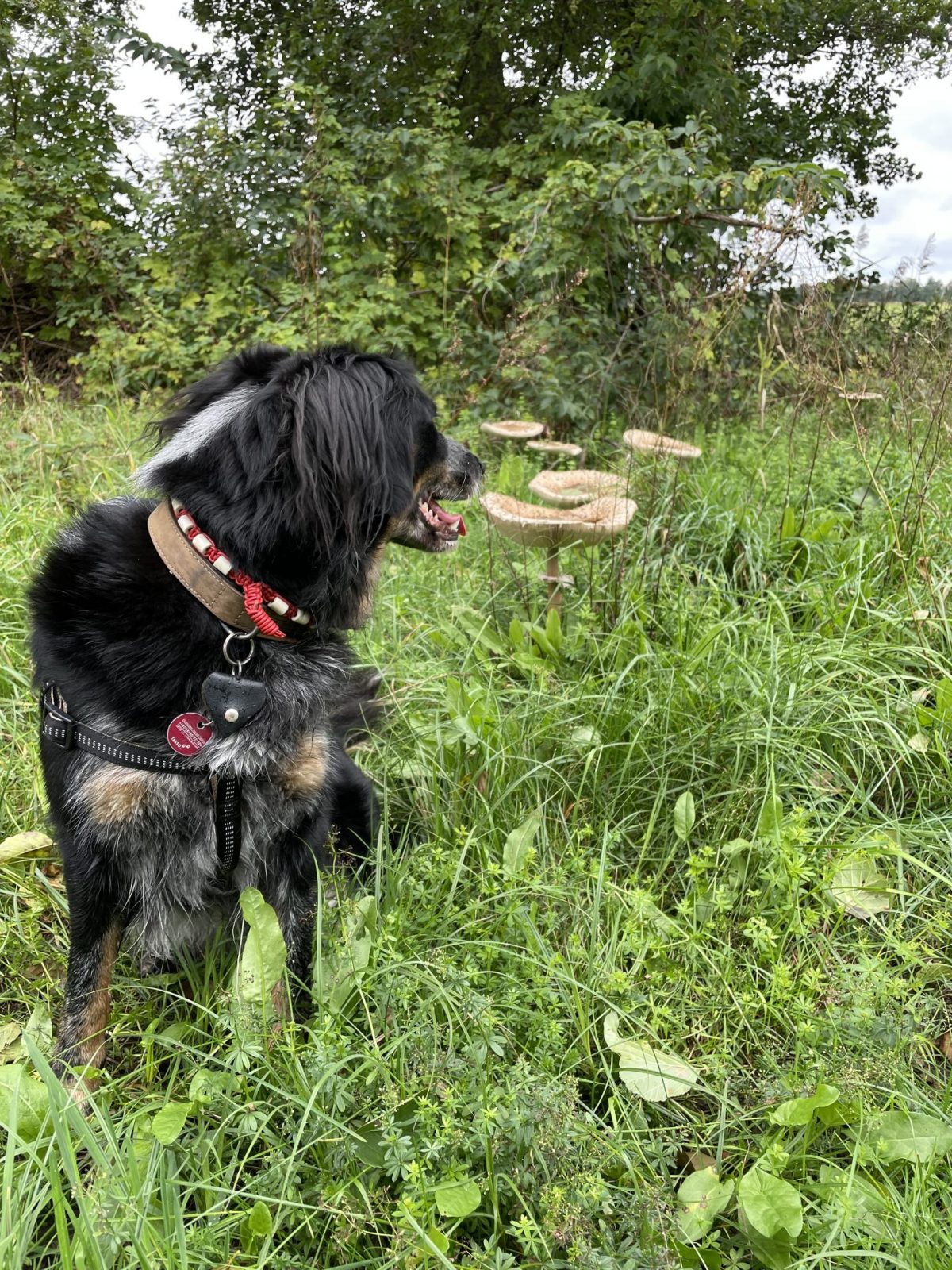 6374B4D7-427F-4C15-9264-ECCA0080CA35